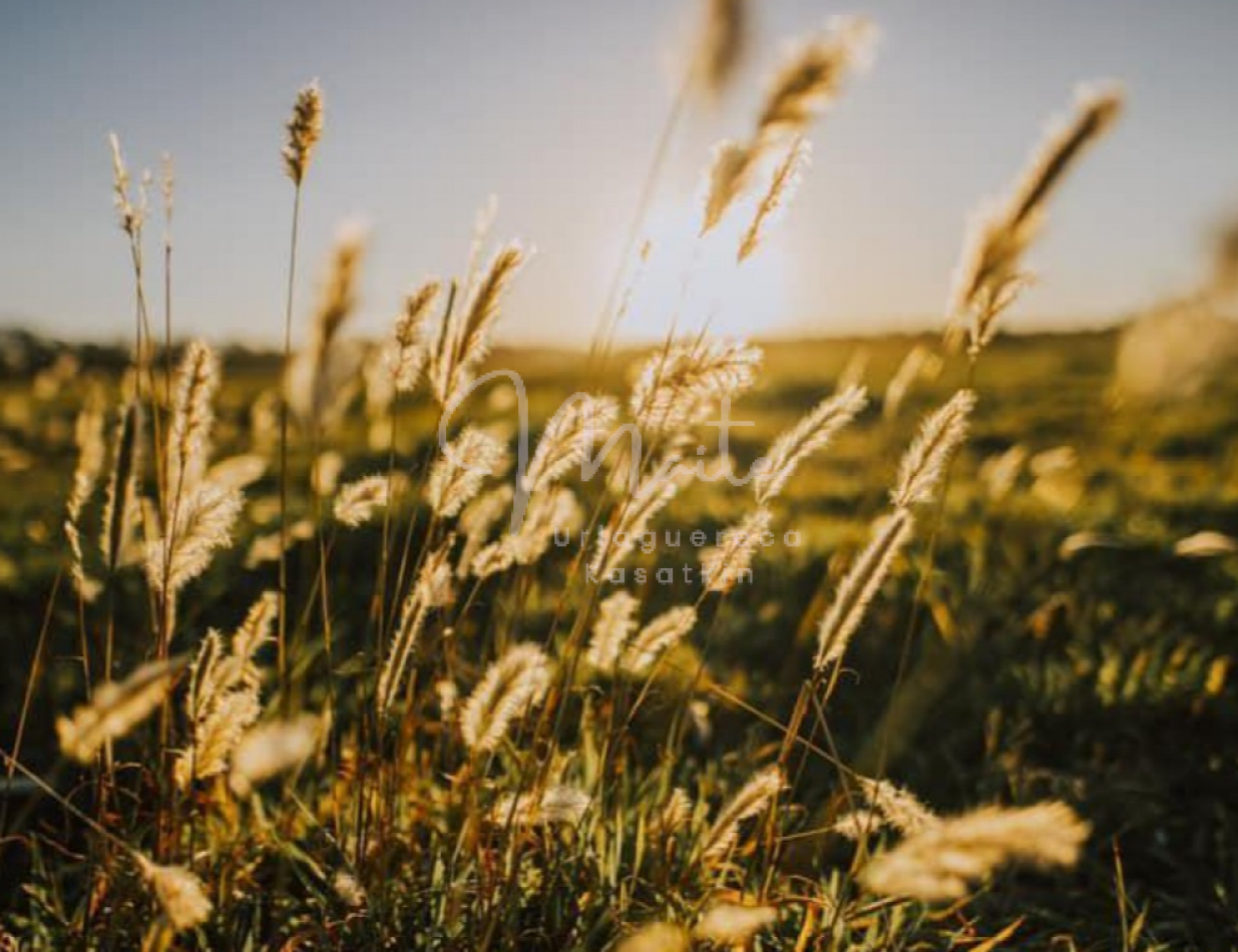 Lote "Casonas del Haras" Casuarina 38 Acantilados Mar del Plata 