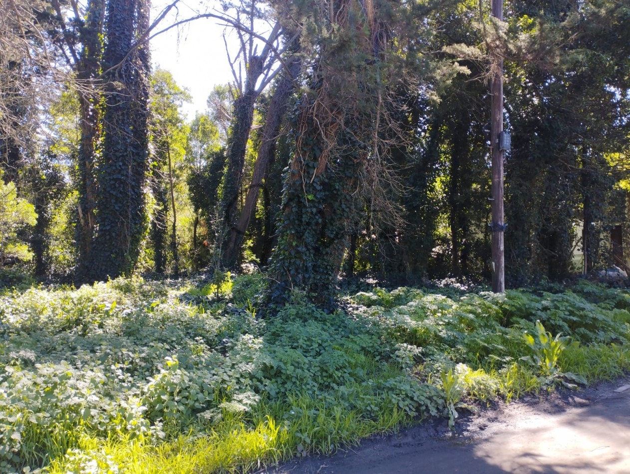 VENTA DOS LOTES CONTIGUOS BOSQUE PERALTA RAMOS 950M2 