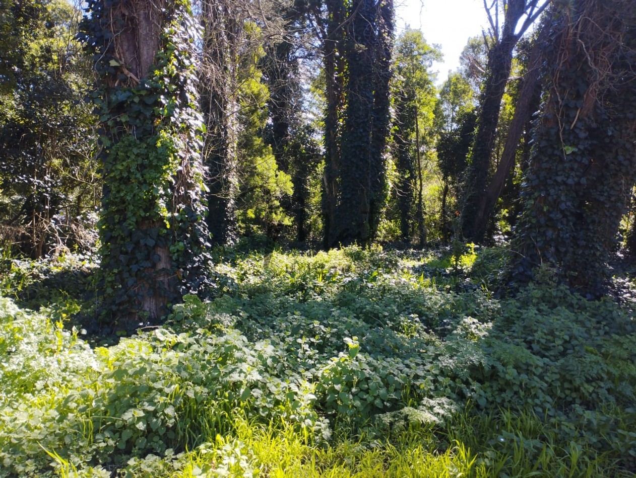 VENTA DOS LOTES CONTIGUOS BOSQUE PERALTA RAMOS 950M2 