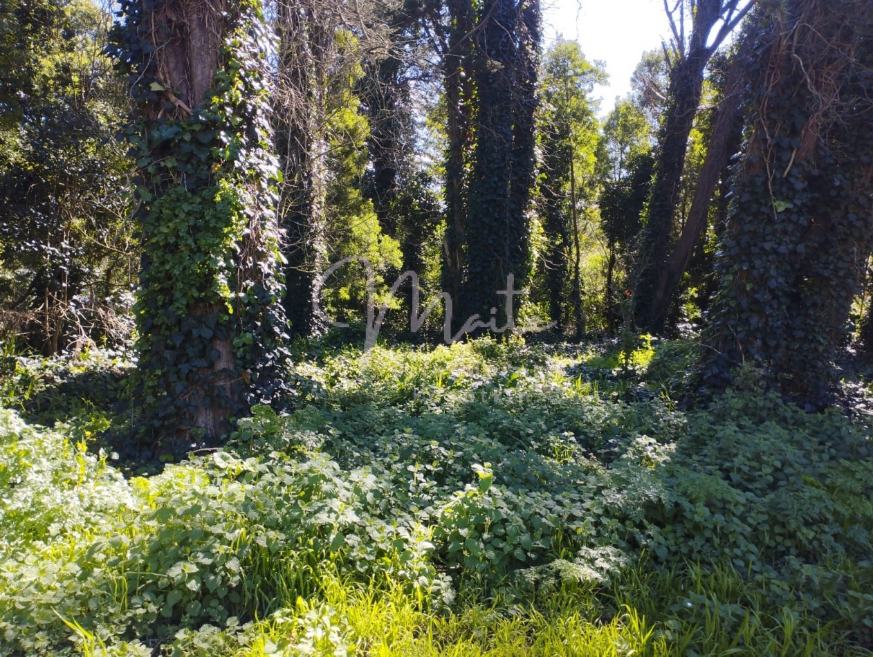 VENTA DOS LOTES CONTIGUOS BOSQUE PERALTA RAMOS 950M2 